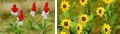 Feld, Garten und Weinberg Pflanzen etc.